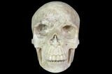 Realistic, Polished Fossil Coral Skull #116690-1